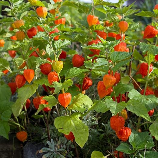 Cereza de invierno, semillas de cereza de vejiga - Physalis ...