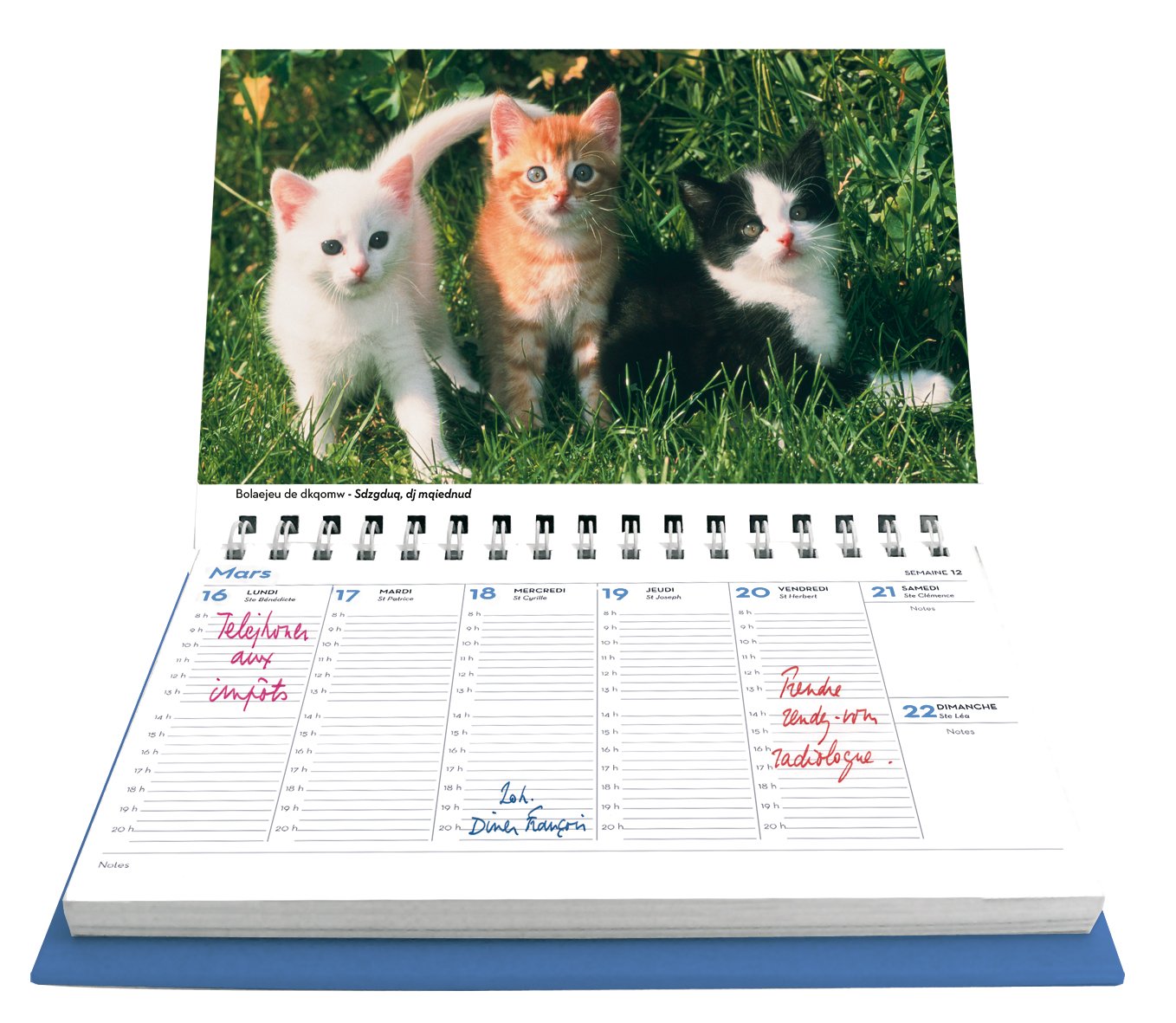 L Agenda Calendrier Chats Et Chatons 15 French Edition Collectif Amazon Com Books
