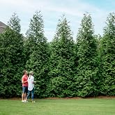 Brighter Blooms Thuja Green Giant Arborvitae, 1-2 ft. | Tall Evergreen Trees for Instant Privacy! - Oversize Arborvitae Thuja Green Giants | Cannot Ship to AK, AZ, HI, OR