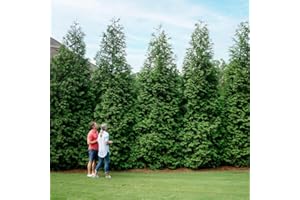 Brighter Blooms - Thuja Green Giant Arborvitae, 2-3 ft. - No Shipping to AK, AZ, HI, OR