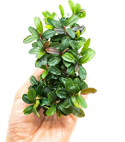 bucephalandra sp. serawai2 ② in-vitro-plant-uns-