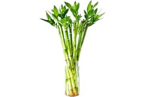 Yagaliga Lucky Bamboo 10 Stalks 18″ Live Indoor Plant Set – Perfect for Low-Light Spaces (Glass Container Not Included)