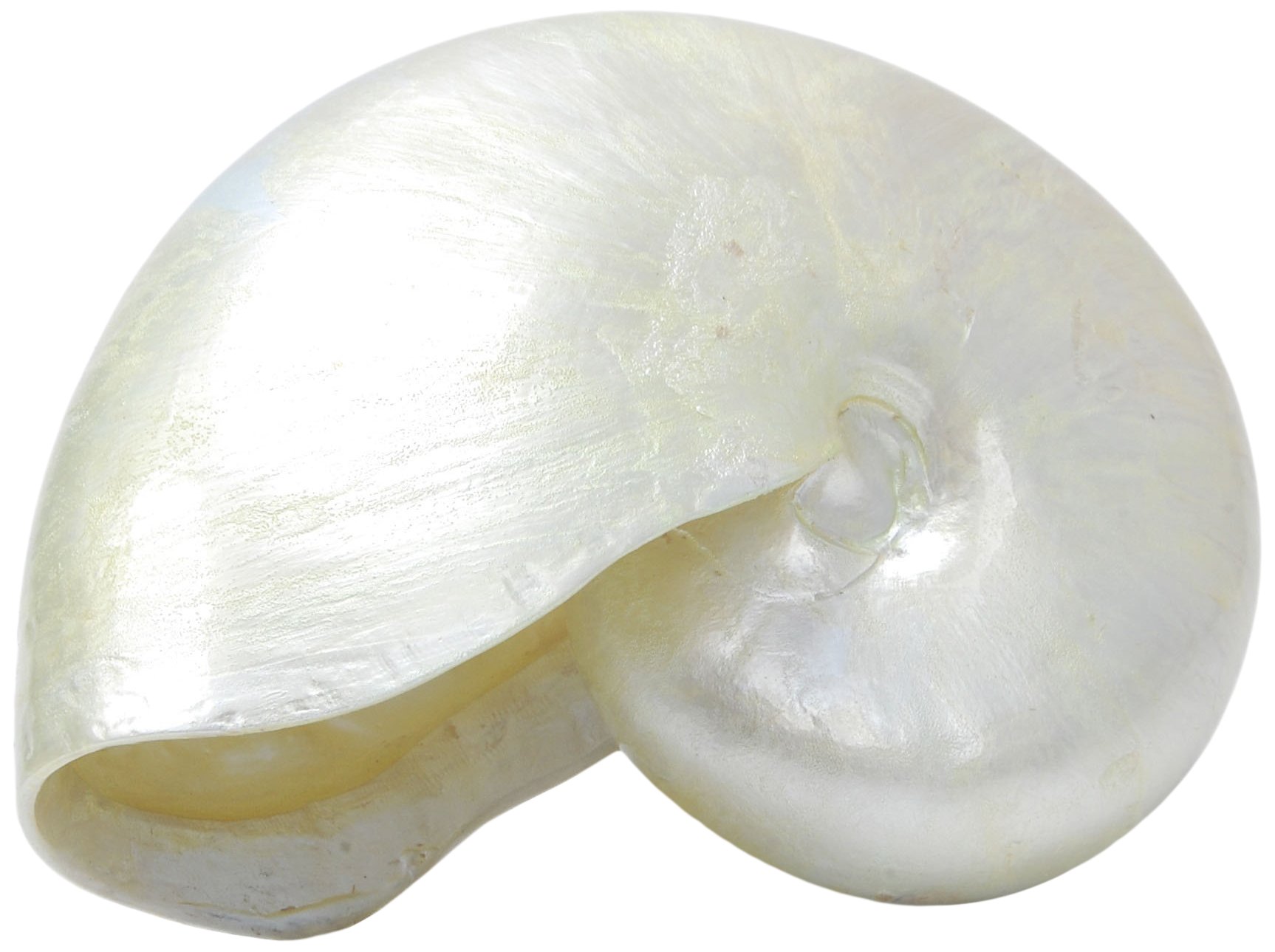 Haquoss Reef Shell 5, 14.5X7.5X11.5H cm