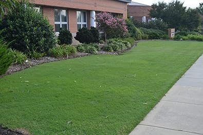 Royal Bengal Bermuda Grass Seeds 500 Grams 500000 Seeds Per 500