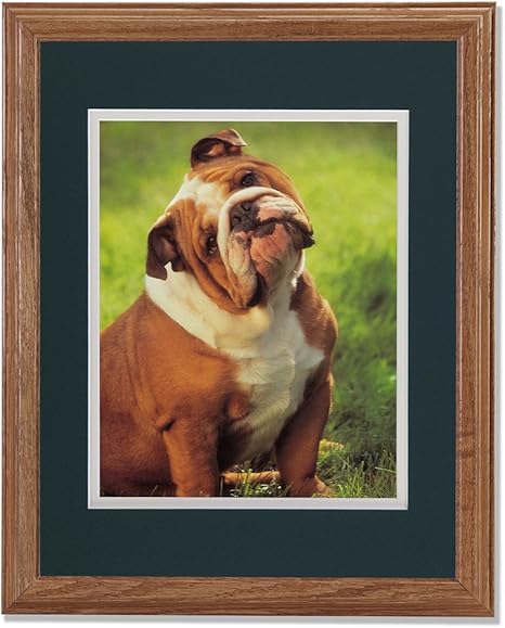 images Big Fat English Bulldog art prints inc big fat bulldog head