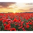 Red Flanders Poppy Seeds for Planting - 50,000+ Fresh Flower Seeds - Grown in The USA - Spring Blooming Wildflower