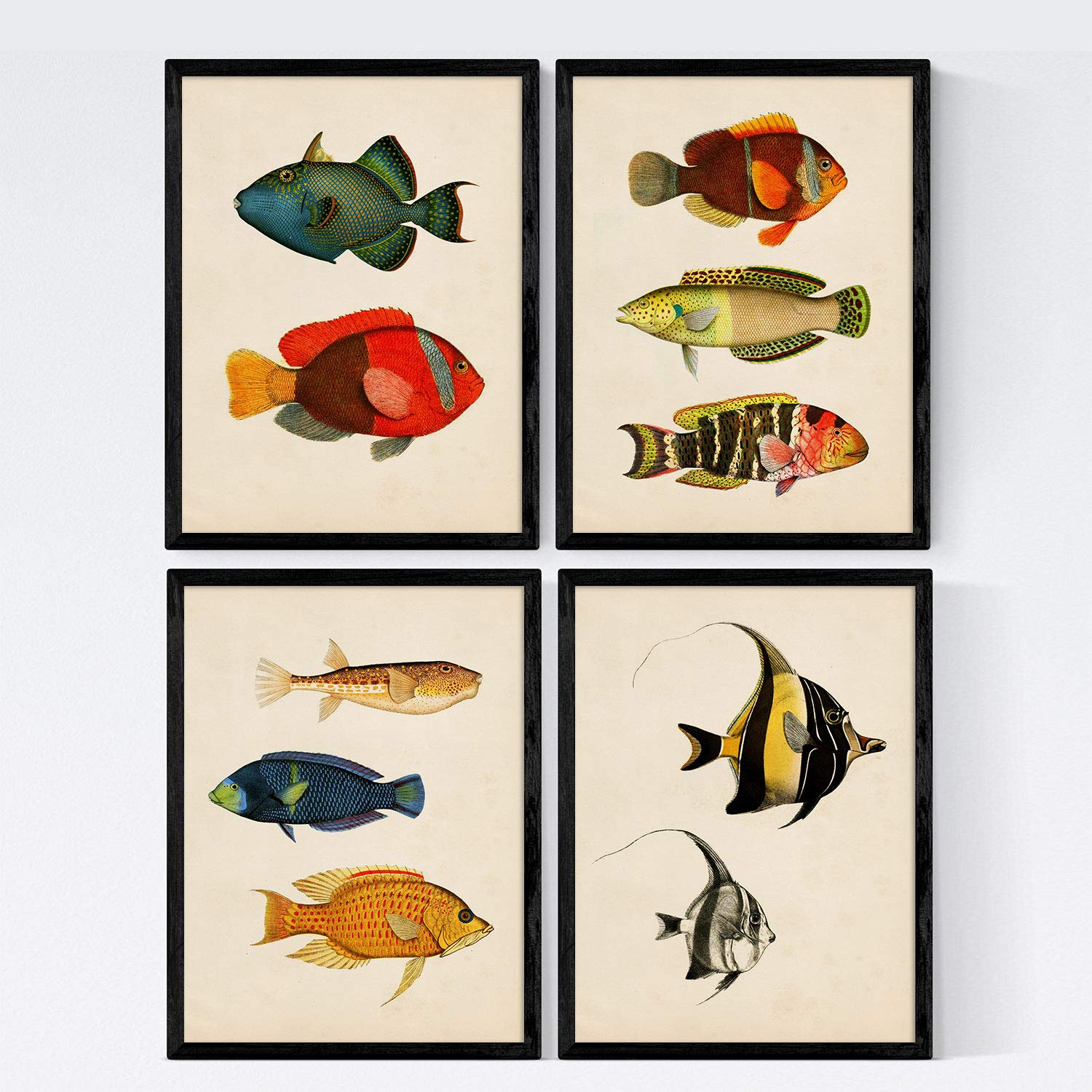 Nacnic Set 4 sheets of fish vintage colorful effect. Balearics. Composition of 10 different fish in A3 size, background old paper vintage poster paper 250 gr high qual