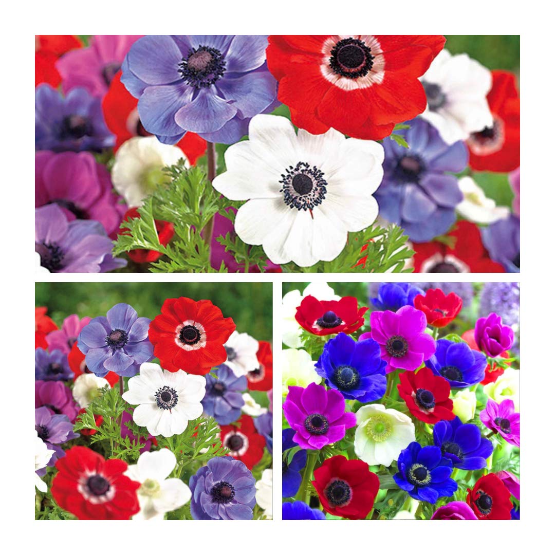 Humphreys Garden® Anemone De Caen Cup-Shaped Spring Flowers in a Bright Mix of Colours.Bulb Size 3/4 (50)