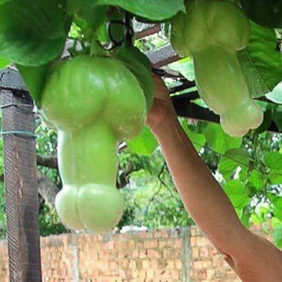 Tomasa Samenhaus- 30pcs Seltene Penis Melonen, Raritäten Gemüsesamen Bio-Gemüsesamen Kürbiskerne Melone Organische Hausgarten
