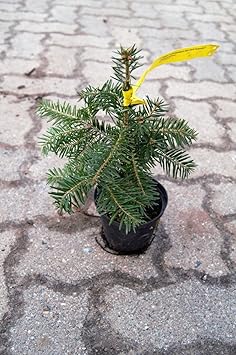 Nordmanntanne Ambrolauri Topfware 4 jährig 12-18 cm - Abies nordmanniana Ambrolauri floranza®
