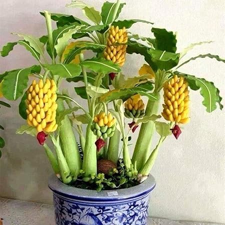 NooElec Seeds India 10 Dwarf Banana Tree-Seeds