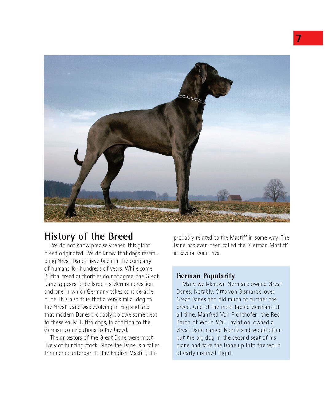 Great Danes (Complete Pet Owner's Manual): Joe Stahlkuppe: 9780764147463:  Amazon.com: Books