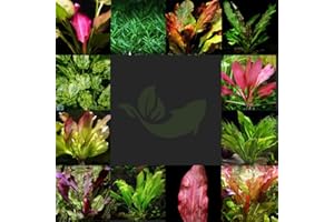 PLANTS N FINS Sword Aquarium Plants + Root Tab | 100% Live Arrival Guarantee | Live Aquarium Plants Freshwater (Assorted 3 Pack, Pick Up at Post Office)