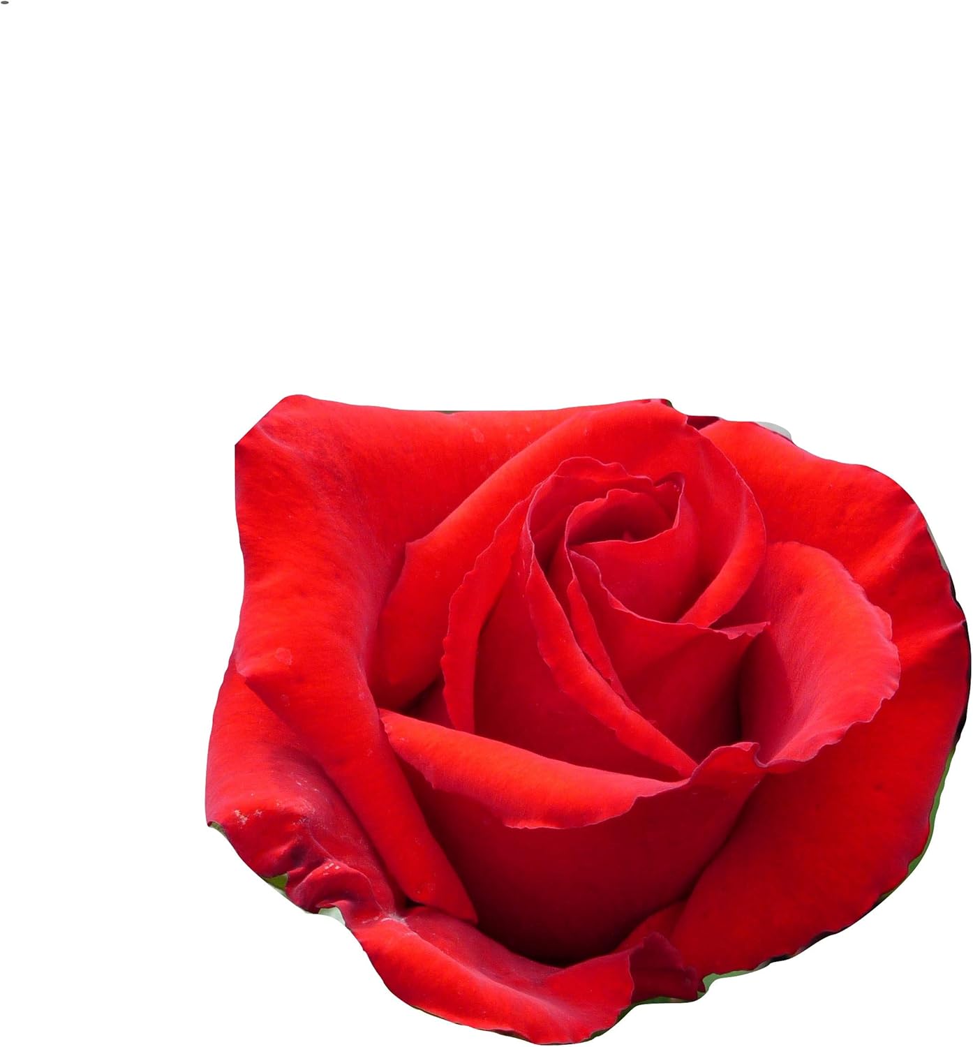 ROSE SPECIAL DADIdeal Fathers Day,Birthday Gift Plant & Flowers Gift