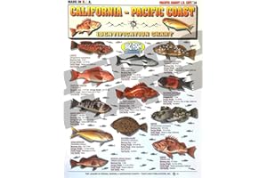 Saltwater Fish Identification Chart #14 - Waterproof Quick Reference Fishing Guide - Species ID - (California - Pacific Coast) - Double-Sided & Easy to Read - Great Gift for Beginners