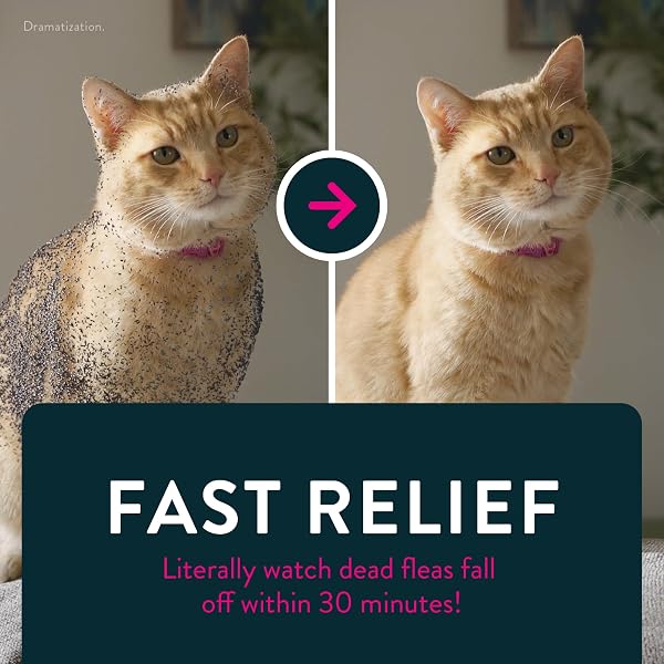 CAPSTAR (NITENPYRAM) CAT FLEA TREATMENT, FAST-ACTING ORAL FLEA TREATMENT FOR CATS 2-25 LBS, VET-RECOMMENDED MEDICATION TABLETS START KILLING IN 30 MINUTES, 6 DOSES