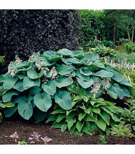 Amazon.com : Votaniki Amsonia Hubrichtii Bare Root - Arkansas Blue