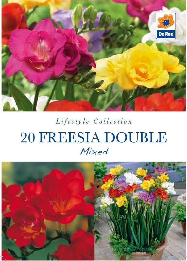 Pack of Lifestyle Collection Bulbs - 20 Freesia Double Mixed