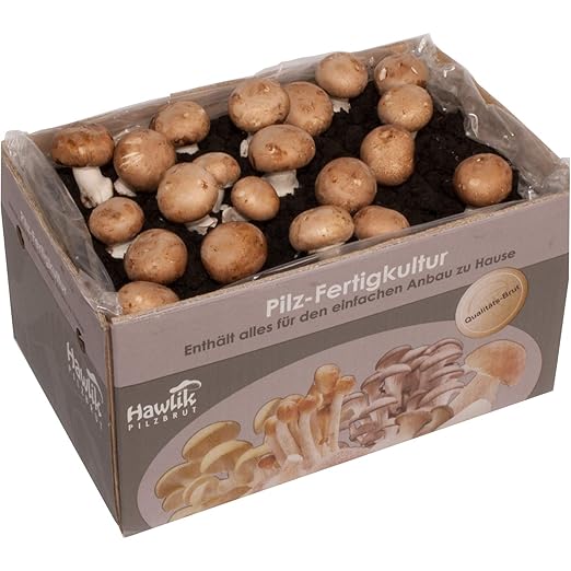 Große XXL Steinchampignon Pilzkultur I Hawlik Pilzbrut I kinderleicht Pilze selber züchten I ohne Vorkentnisse