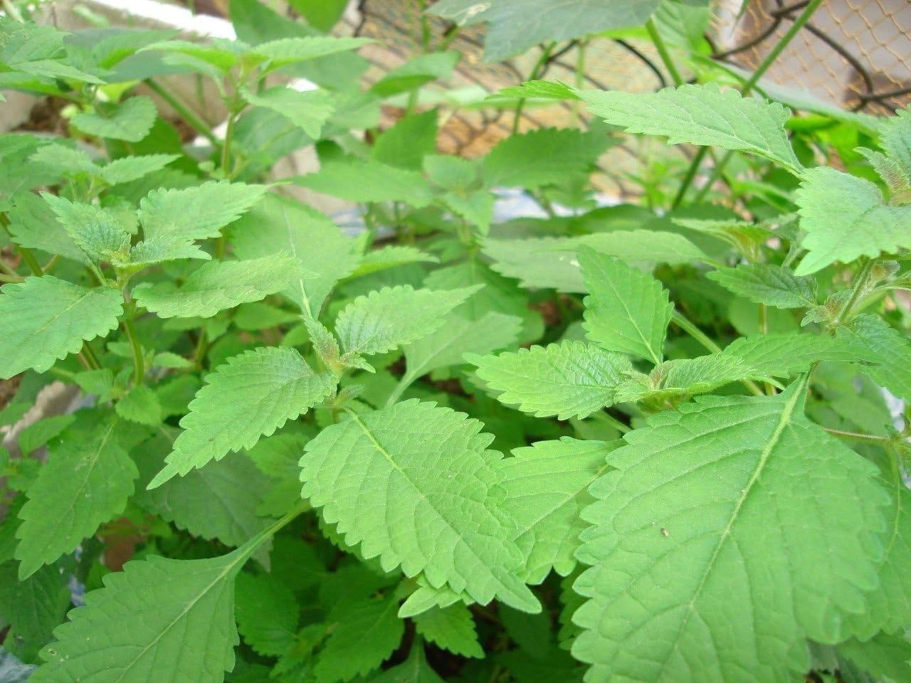 1 Packet (2000+ Seeds) - Vietnamese Balm - Lemon Mint - Kinh Gioi - Seeds
