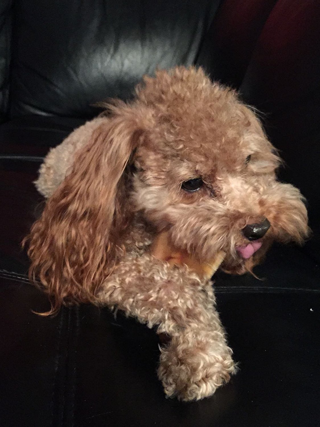 Pig Ears for Dogs Quality Large Pork Dog Chews by 123 Treats Made