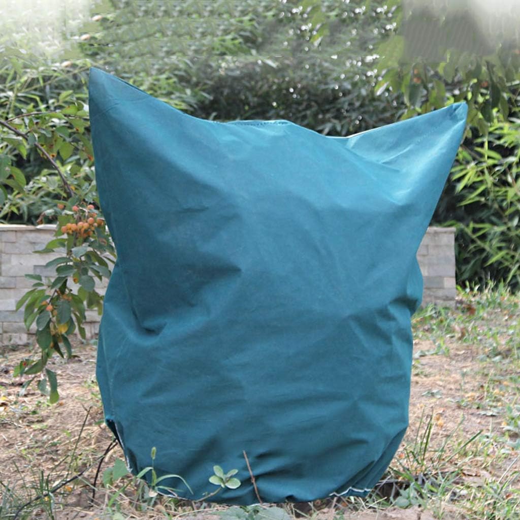 non toxic ground cover