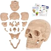 SimCoach 15-Piece Magnetic Mini Human Skull Model for Anatomy Study, White | 15-piece magnetic mini skull model for hands-on anatomy study, classroom demos, drawing reference, and Halloween display