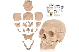 SimCoach Human Skull Model, Detachable Palm-Sized Skull Model, 15 Parts Exploded Anatomy Skull Model, Mini Anatomical Head Model for Medical Students, Teaching Tools, White