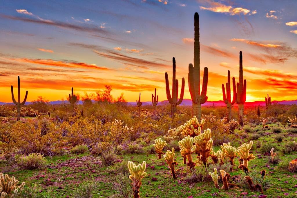 Photographs - Colorful Desert Sunset with Saguaro Cactus Sonoran Arizona Southwest Photograph Southwestern Photo Thick Paper Sign Print Picture 12x8