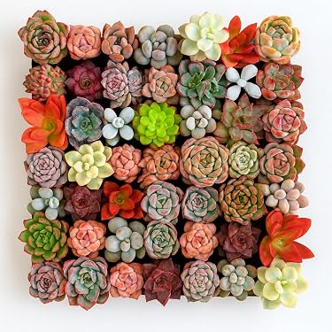 Amazon.com New Releases: The best-selling new & future releases in Cacti & Succulent  Plants