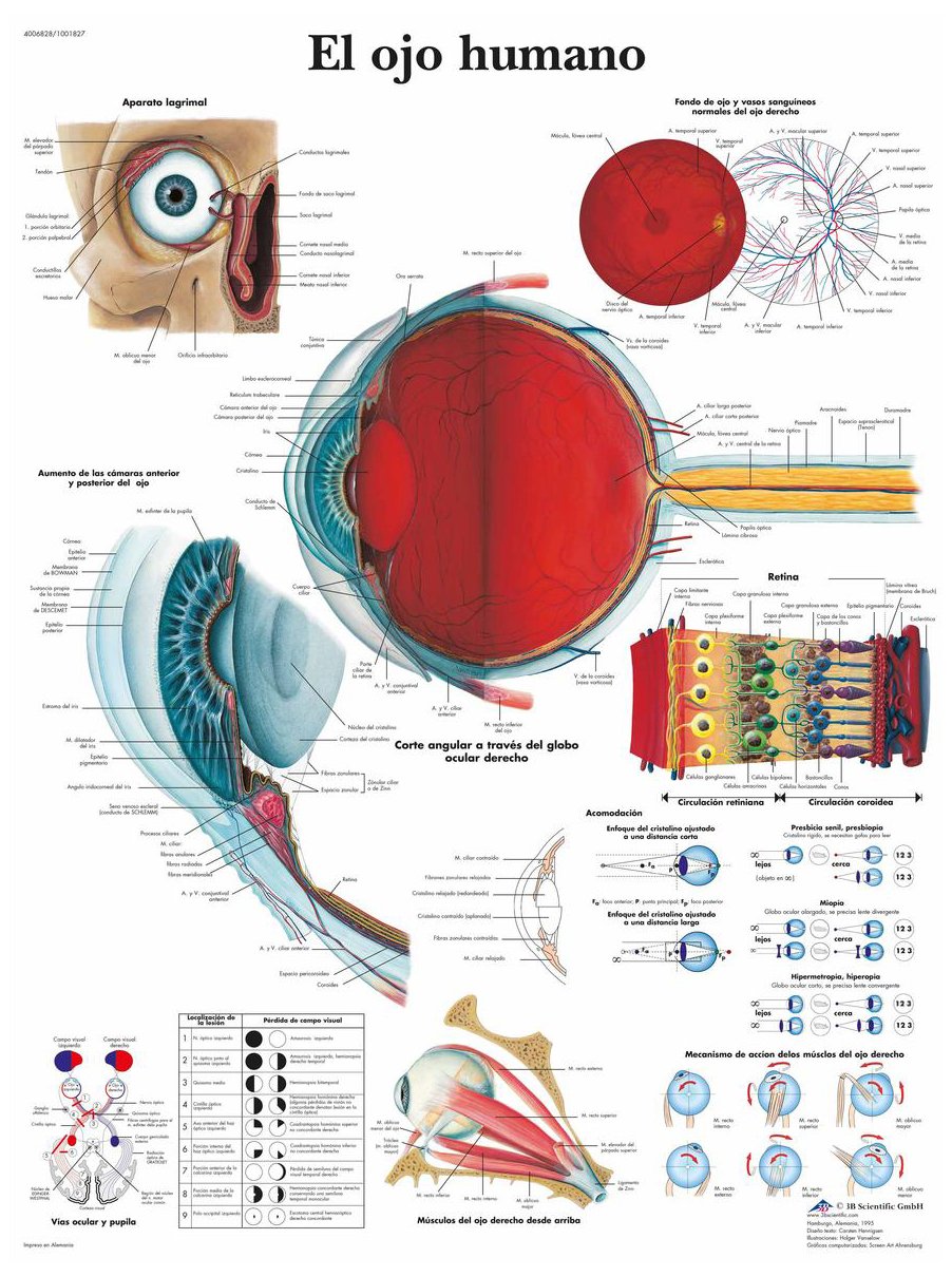 3B Scientific vr3226uu Printed in Paper, The Human Eye