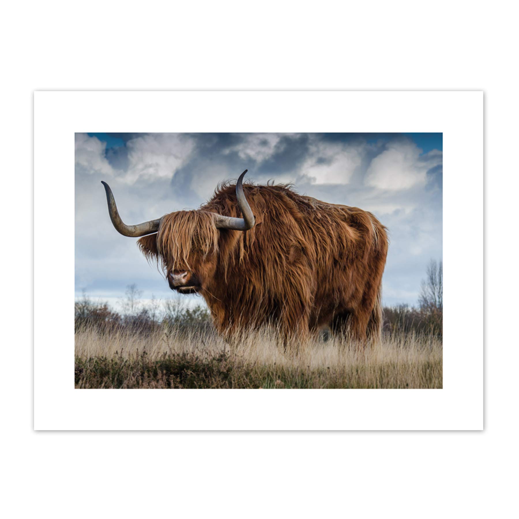 Scottish Highland Cow Coo Canvas Wall Art Print