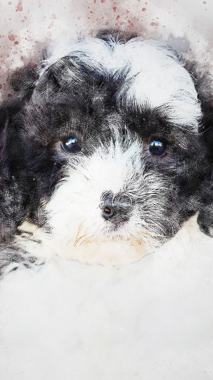 amazon com baby puppies wallpaper appstore for android amazon com baby puppies wallpaper