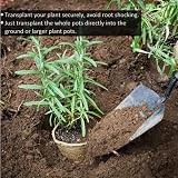 MEETOZ 50x 8cm Round Biodegradable Seedling Pots for Flowers & Indoor Plants view 4