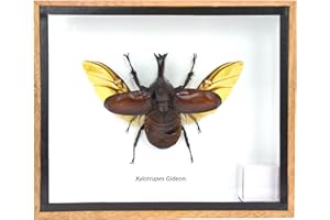 TAXIBUGS REAL THAILAND'S FIGHTING BEETLES/RHINOCEROS BEETLE/XYLOTRUPES GIDEON INSECT TAXIDERMY SET IN SHADOW BOX / 3D WOODEN FRAME (WOODEN BOX)