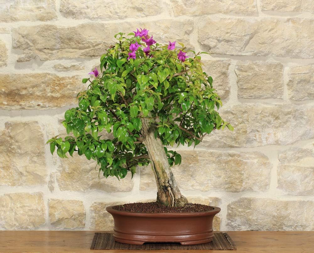 Sanderiana Bouganville Bonsai Tree (53)