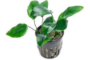 SubstrateSource Anubias Live Aquarium Plants - Potted Freshwater Plant for Fish Tanks, Terrariums - Beginner Friendly Low Light (Nana, 1 Pot)