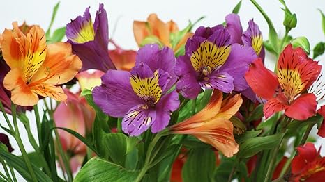Alstroemeria, Astromelia, Lirio de campo, Lirio del Perú, Lirio de los