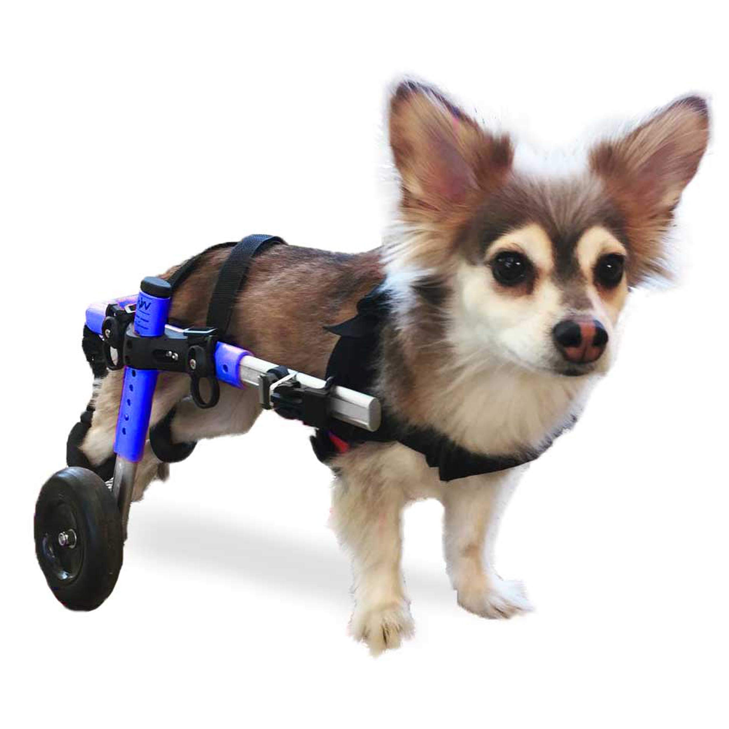Walkin' Wheels Lightweight for Small Dogs 1125 Pounds Veterinarian