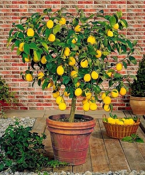 Creative Farmer Live Lemon/Nimboo Bonsai Tree Plant (PLANT-53-LEMON#A143ll@)