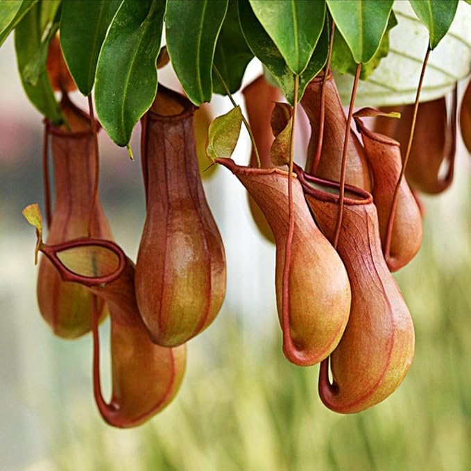 Nepenthes Delaman Rare Pitcher Carnivorous Plant, Alata Seeds, Fly