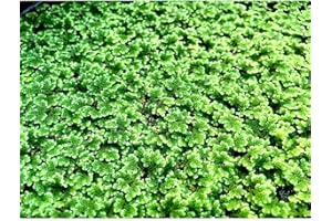 Marcus Fish Tanks - Azolla Filiculoides Live Floating Aquarium Plant 20+ Aquatic Plants Buy 2 Get 1