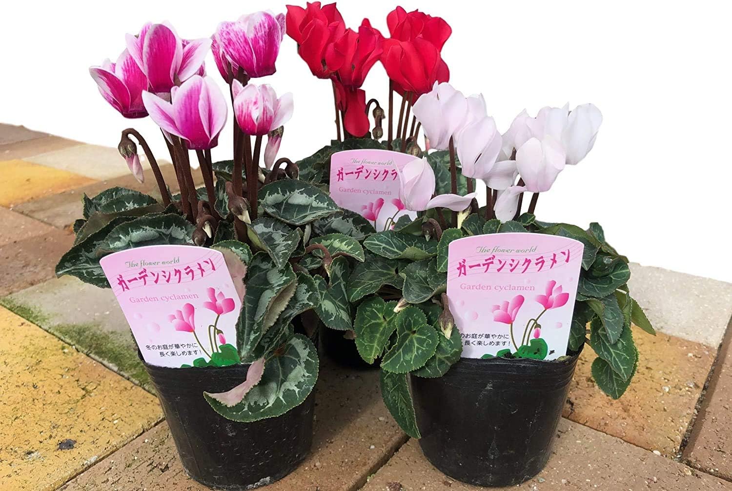 Amazon Co Jp 春まで楽しめる 新鮮ガーデンシクラメン 3ポット セット 3号 ポット F9 バラエティ アソート 家庭菜園 ガーデン プランター ミニシクラメン 安全 安心 人気 3個 ホーム キッチン
