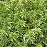 Sphagnum Moss ... Live ...1 Gallon