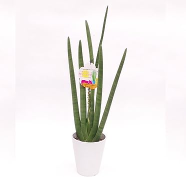 Amazon Co Jp 株 赤塚植物園 サンセベリア Sansevieria キリンドリカ ７号白 Diy 工具 ガーデン