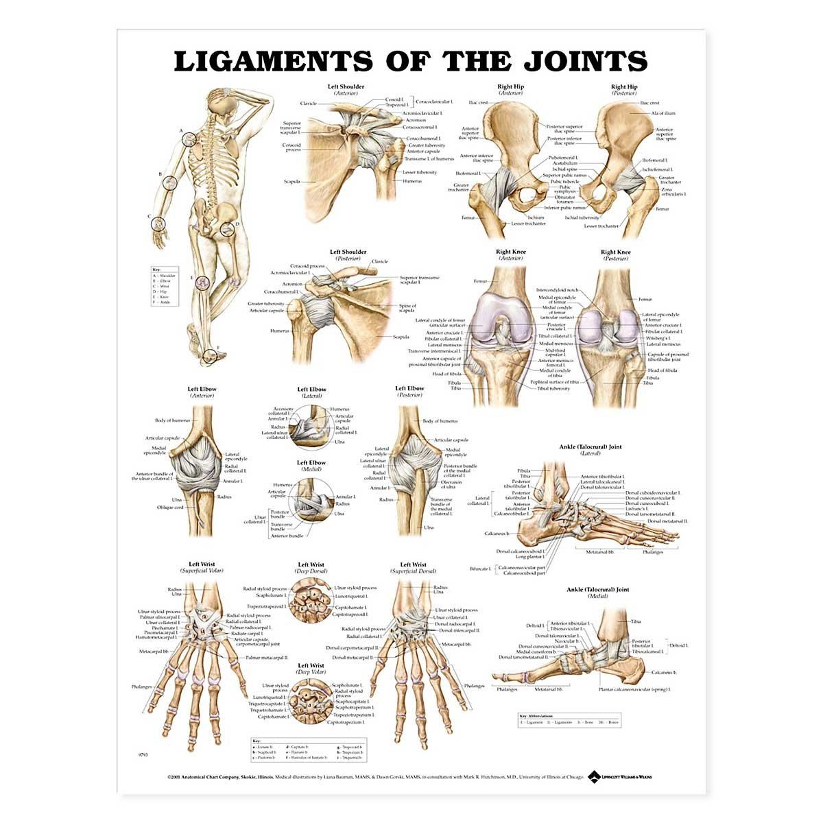 Ligaments Of The Joints Chart