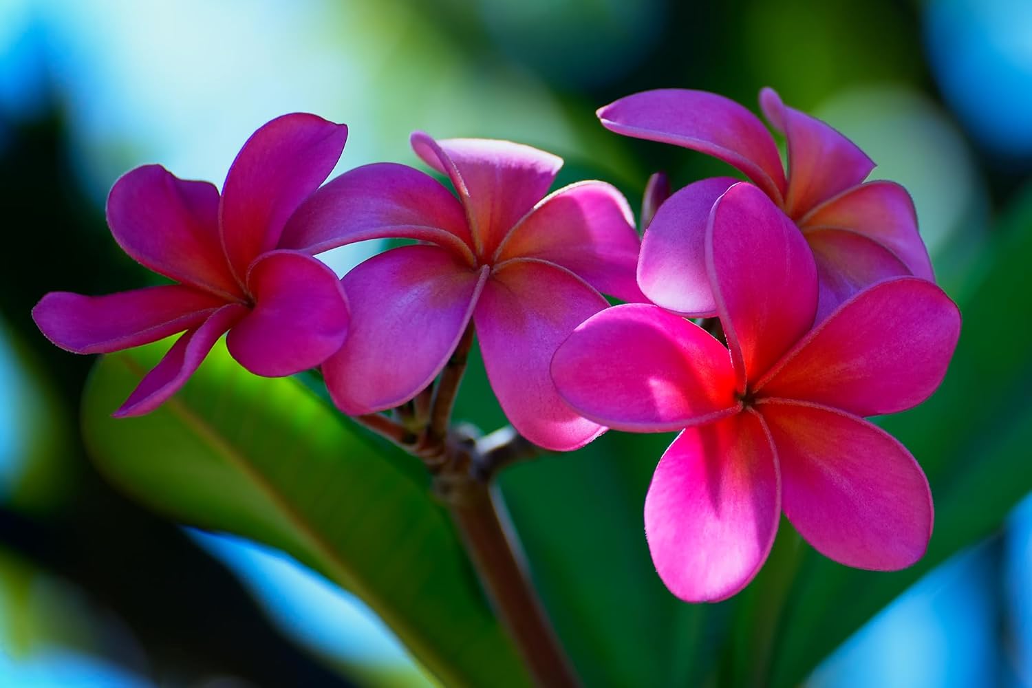 Photographs - Maui J & M Photography - Tropical Pink Plumeria - Stunning Flower Decor, Floral Maui Fine Art Wall Print