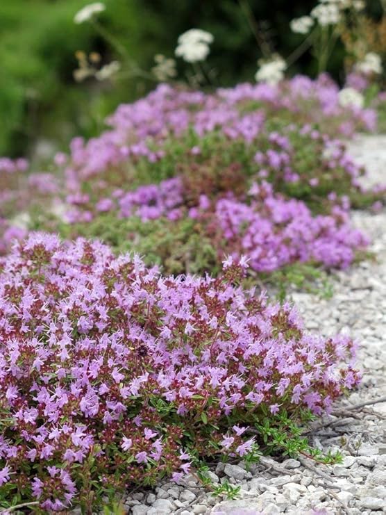 Creeping Thyme groundcover (Thymus serpyllum) 200 Seeds
