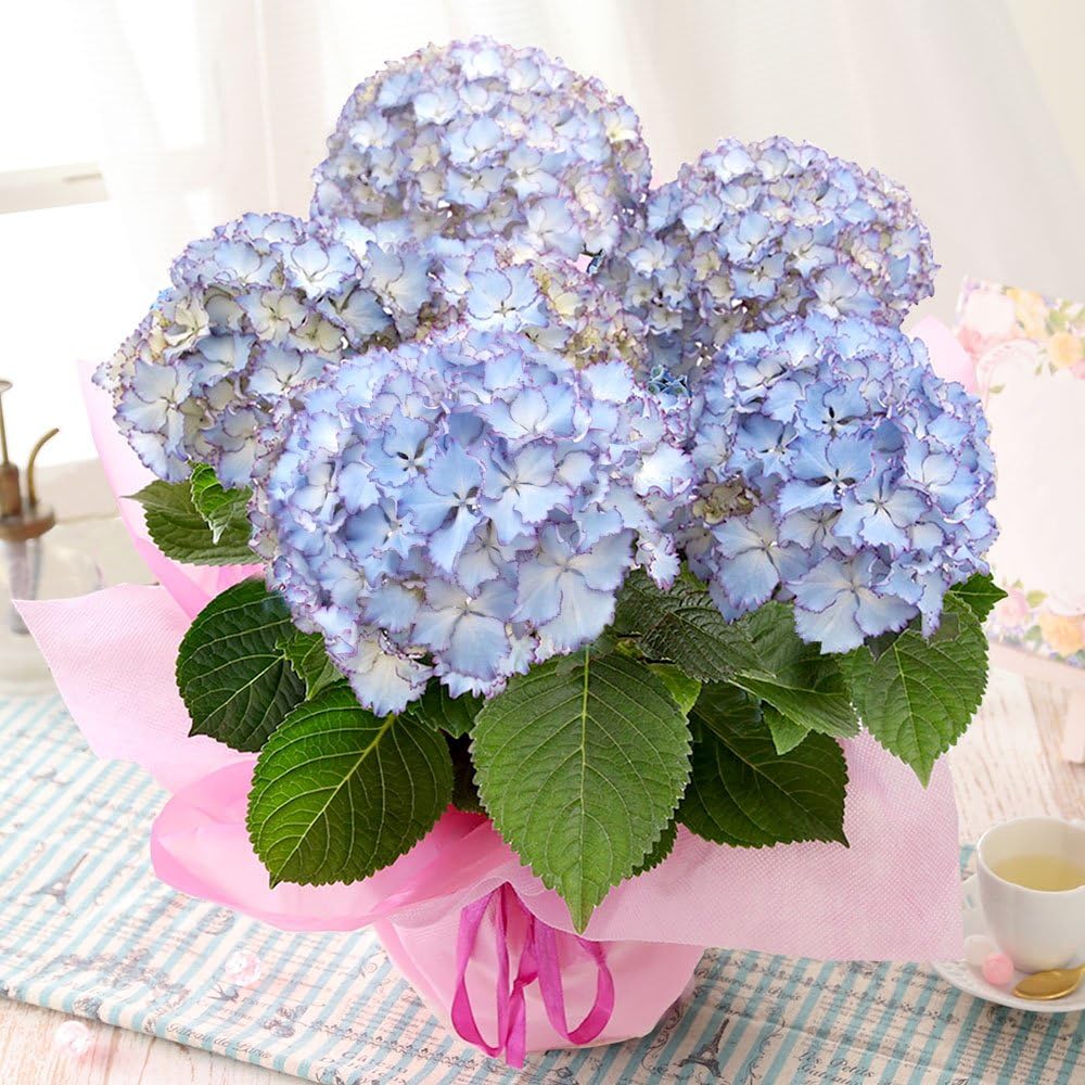 Amazon Bunbunbee 母の日 アジサイ鉢 希少品種 涼感漂う レオン 18 観葉植物 オンライン通販