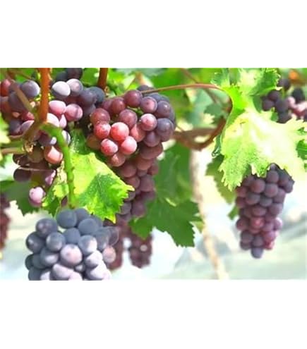Amazon.com : zellajake 30pcs Grape Vine Seeds Sweet Fruit